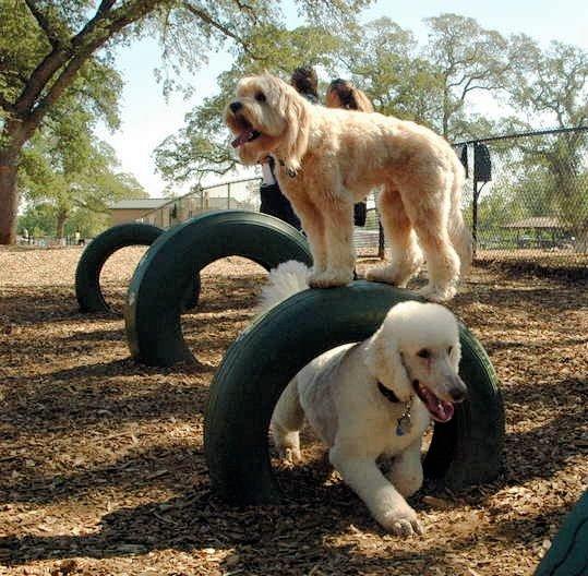 A dog walks through a tire as another one stands on top of the tire at the RRUFF Dog Park in Rocklin, California
