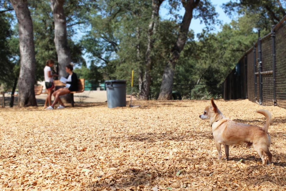 A chihuahua observes the RRUFF Dog Park in Rocklin, California