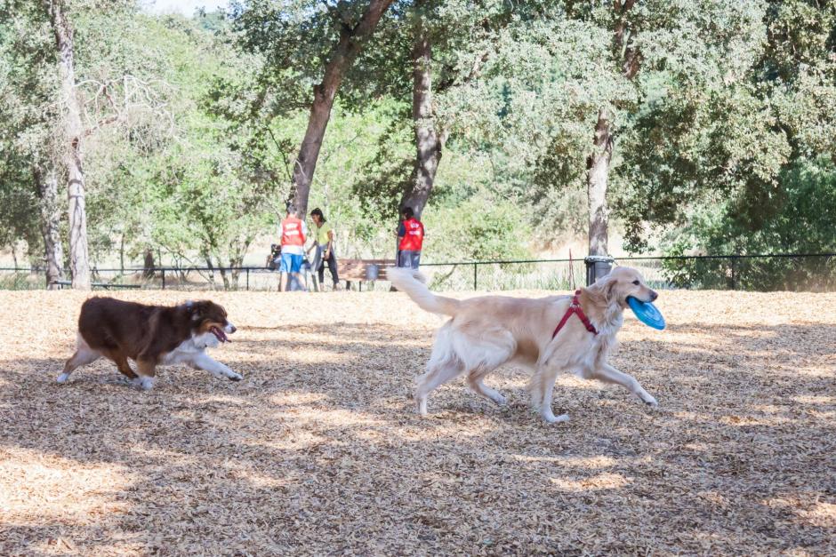 Two dogs play with a frisbee at the RRUFF Dog Park in Rocklin, California