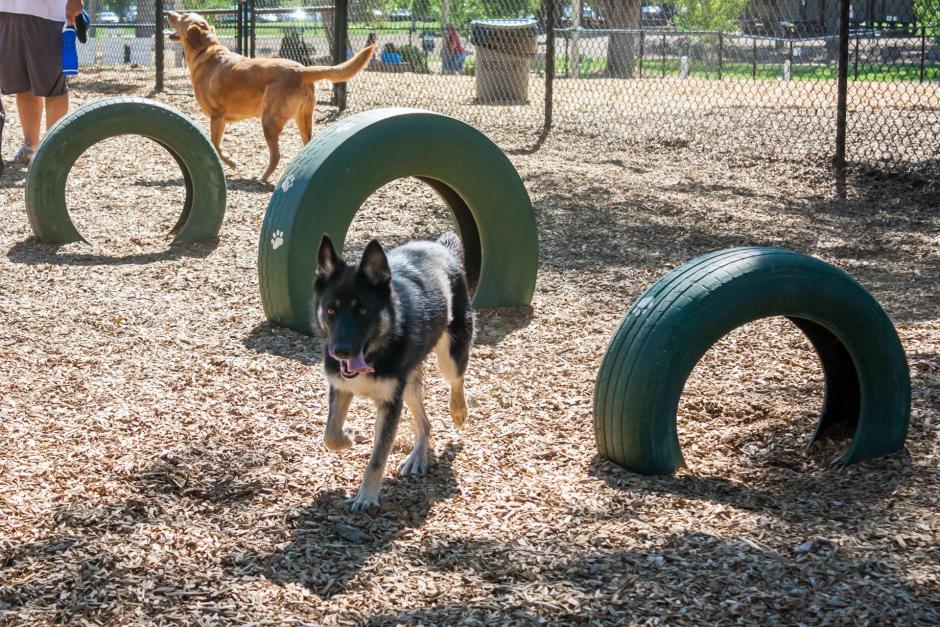 A dog plays by a tire agility course at the RRUFF Dog Park in Rocklin, California
