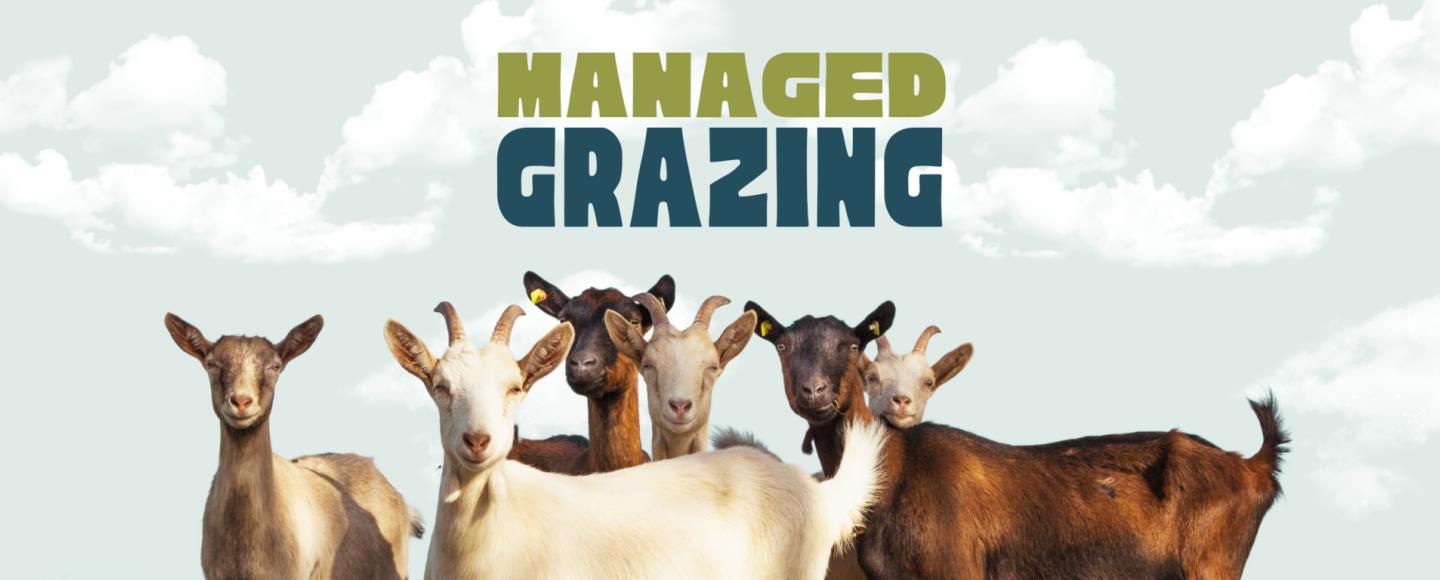 Herd of goats grazing and looking at the viewer