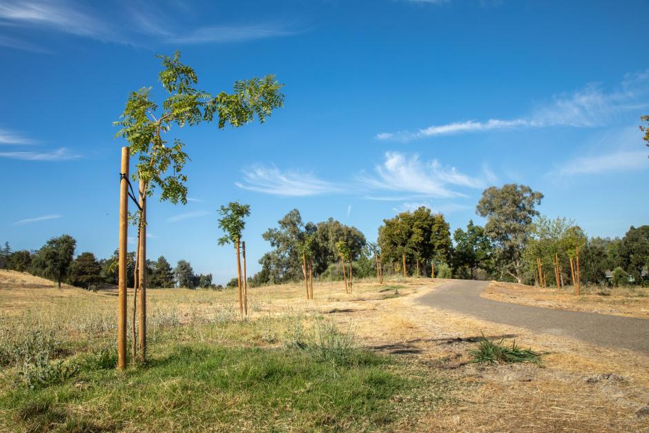 120 new trees panted