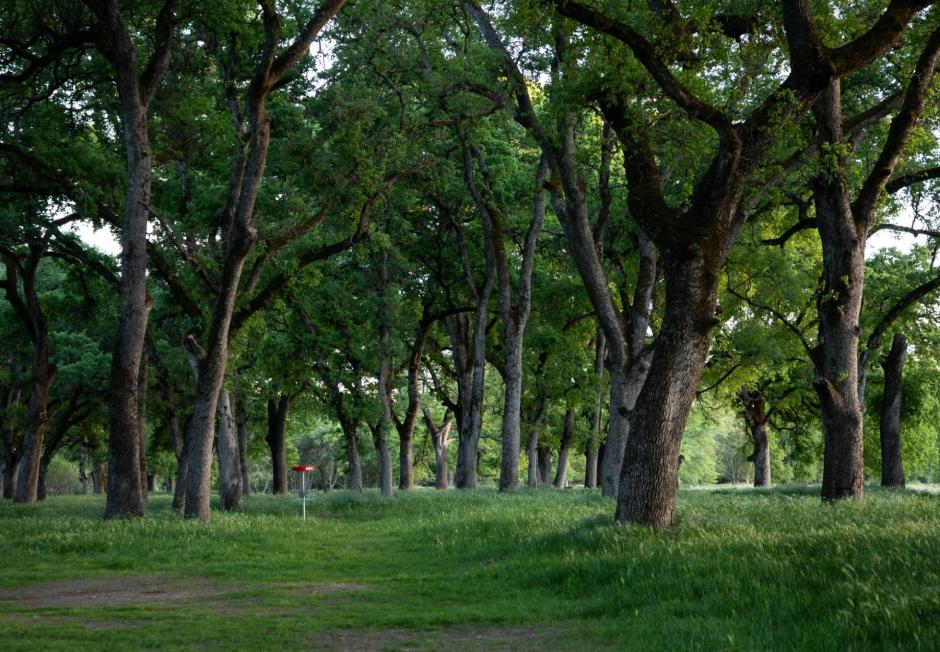 Photo of disc golf basket in serene setting at Johnson-Springview Park