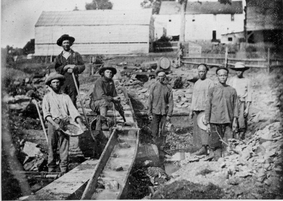 American and Chinese miners work a line  of sluice boxes at Auburn Ravine in 1852.