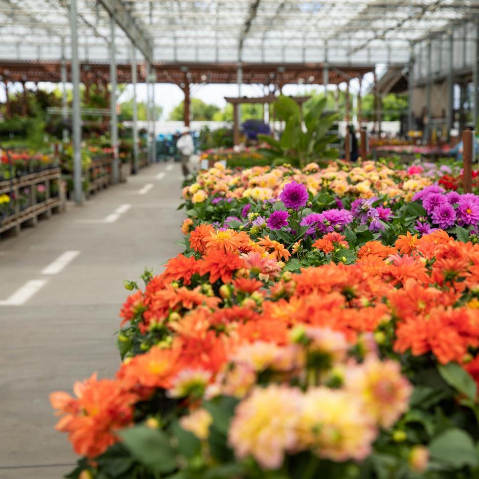 Flowers line the walkway at Green Acres Nursery