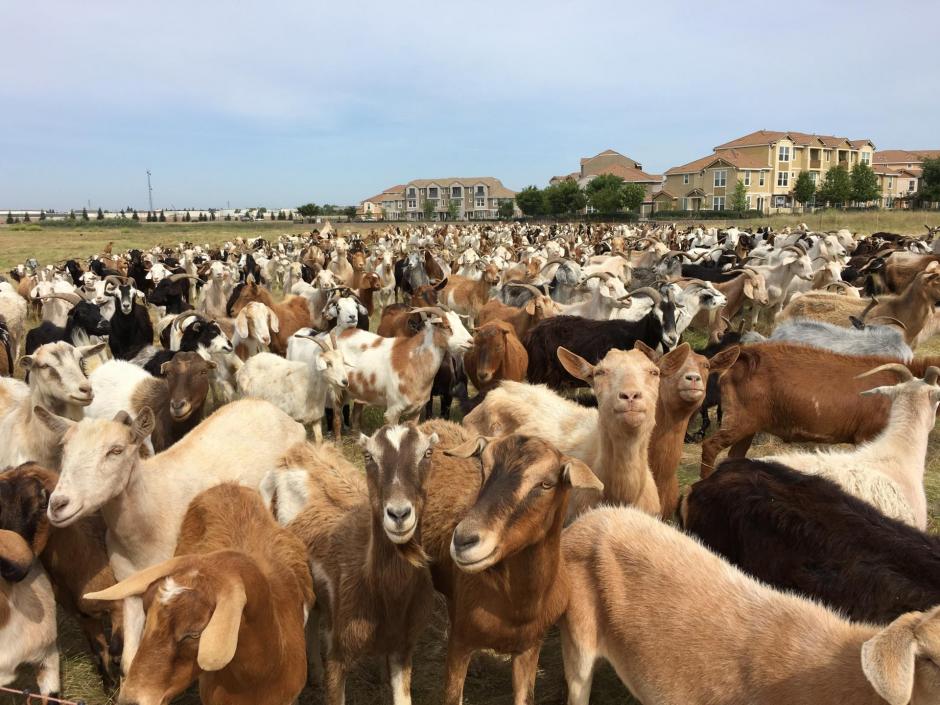 Goats and sheep in a field conducting managed grazing