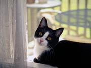 photo of a kitty in a sunroom