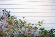 photo of siding with flowers in foreground