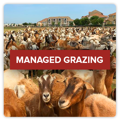 Click this image of goats to view Rocklin's Managed Grazing page