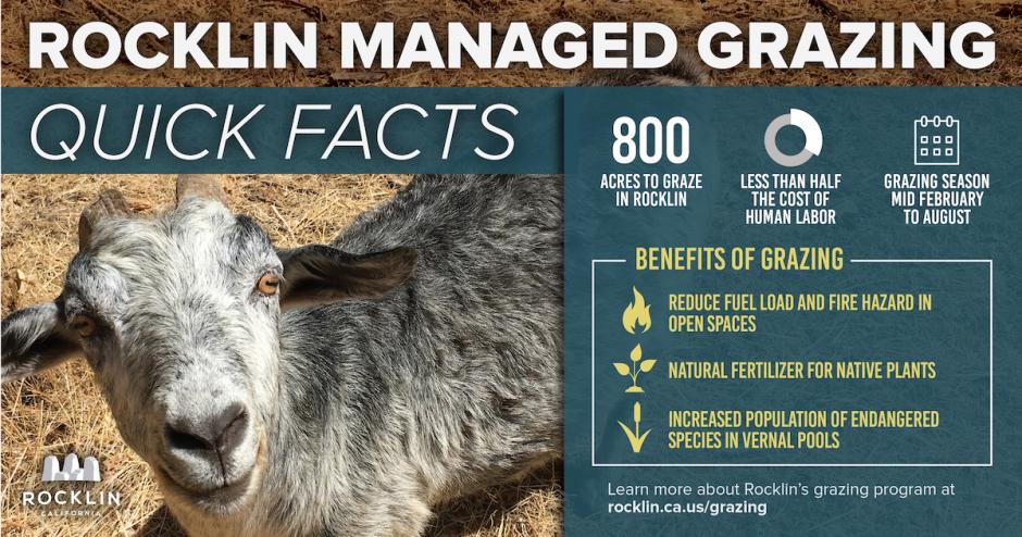 Image showing an infographic of Rocklin managed grazing facts.