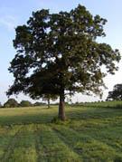 photo of Oak Tree