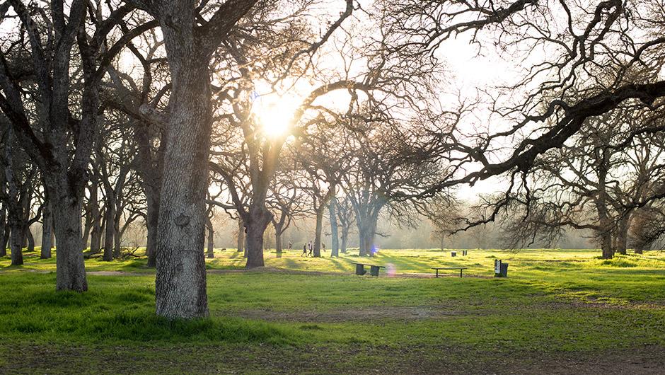A grove of oak trees in one of Rocklin's many city-maintained parks and open areas.