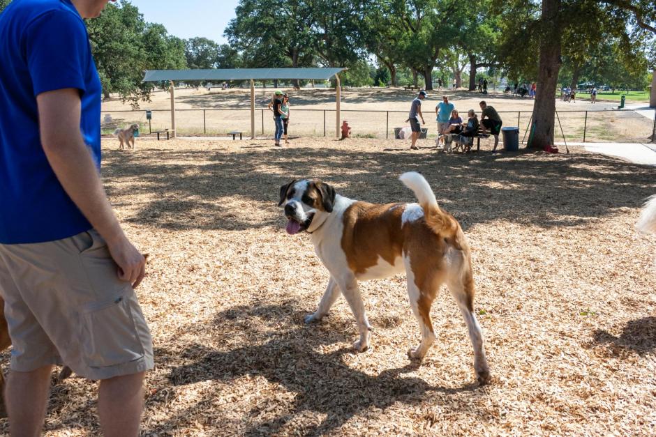 A large St. Bernard walks on the organic cedar groundcover at the RRUFF Dog Park in Rocklin, California